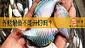《养鳑鲏鱼不能开灯吗？》封面图