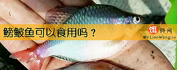 鳑鲏鱼可以食用吗