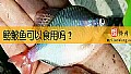《鳑鲏鱼可以食用吗？》封面图