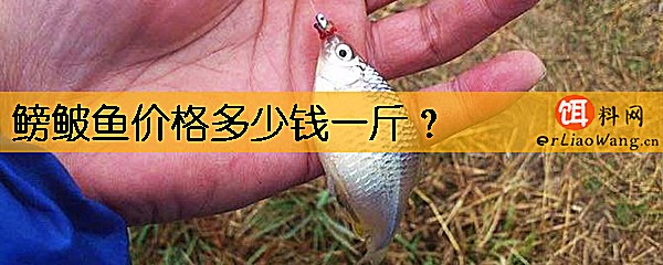 鳑鲏鱼价格多少钱一斤