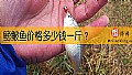 《鳑鲏鱼价格多少钱一斤？》封面图
