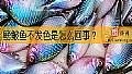 《鳑鲏鱼不发色是怎么回事？》封面图