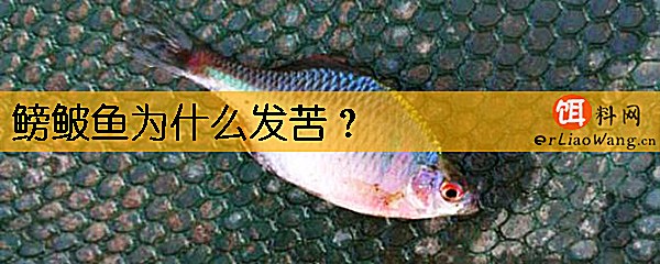 鳑鲏鱼为什么发苦