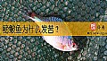 《鳑鲏鱼为什么发苦？》封面图