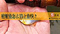 《鳑鲏鱼怎么钓上鱼快？》封面图