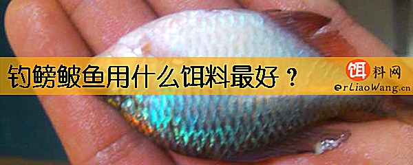 钓鳑鲏鱼用什么饵料最好