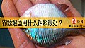 《钓鳑鲏鱼用什么饵料最好？》封面图