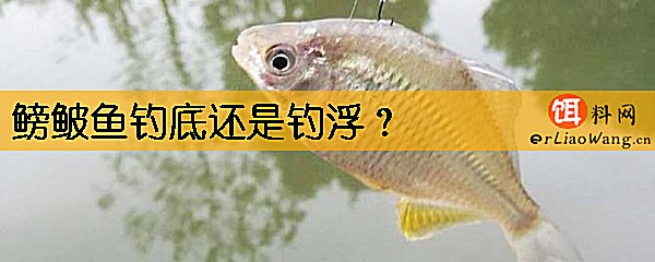 鳑鲏鱼钓底还是钓浮