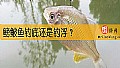 《鳑鲏鱼钓底还是钓浮？》封面图