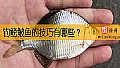 《钓鳑鲏鱼的技巧有哪些？》封面图