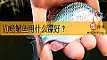 《钓鳑鲏鱼用什么漂好？》封面图
