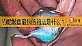 钓鳑鲏鱼最快的钓法是什么？