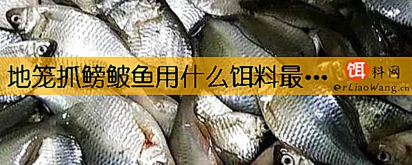 地笼抓鳑鲏鱼用什么饵料最好