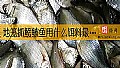 《地笼抓鳑鲏鱼用什么饵料最好？》封面图