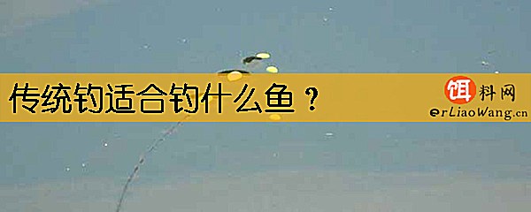 传统钓适合钓什么鱼