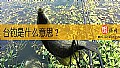 《台钓是什么意思？》封面图