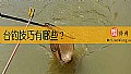 《台钓技巧有哪些？》封面图