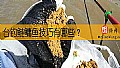 台钓鲢鳙鱼技巧有哪些？