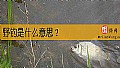 《野钓是什么意思？》封面图
