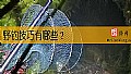 《野钓技巧有哪些？》封面图