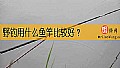 野钓用什么鱼竿比较好？