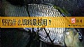 《野钓什么饵料最好用？》封面图
