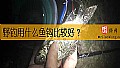 野钓用什么鱼钩比较好？