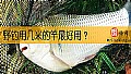 《野钓用几米的竿最好用?》封面图