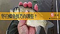 《野钓鲫鱼技巧有哪些？》封面图