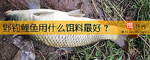 野钓鲤鱼用什么饵料最好