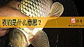《夜钓是什么意思？》封面图