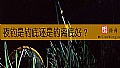 《夜钓是钓底还是钓离底好？》封面图