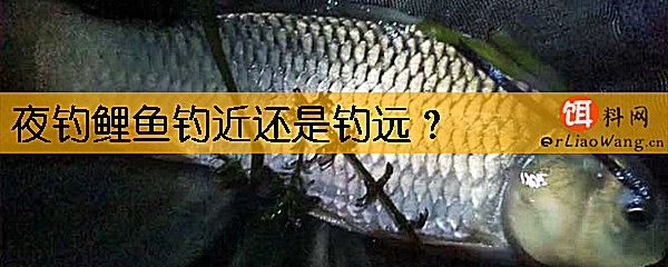 夜钓鲤鱼钓近还是钓远