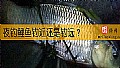 《夜钓鲤鱼钓近还是钓远？》封面图