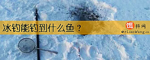 冰钓能钓到什么鱼