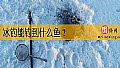 《冰钓能钓到什么鱼？》封面图