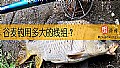 谷麦钓用多大的线组？