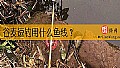 《谷麦逗钓用什么鱼线？》封面图