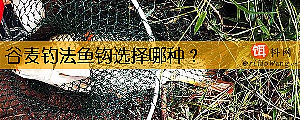 谷麦钓法鱼钩选择哪种