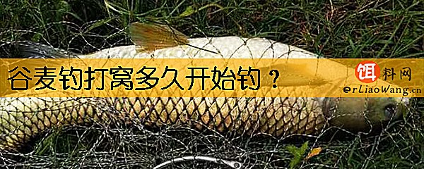 谷麦钓打窝多久开始钓