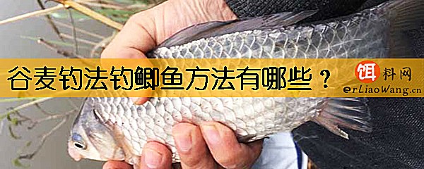 谷麦钓法钓鲫鱼方法有哪些