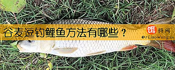 谷麦逗钓鲤鱼方法有哪些