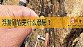 《浮游矶钓是什么意思？》封面图