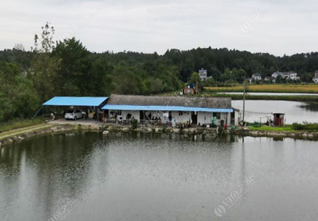 荆州小院塘钓鱼