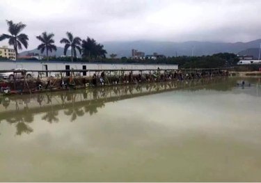 揭阳阿生鱼池