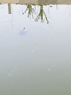 清远沿陂甲鱼场
