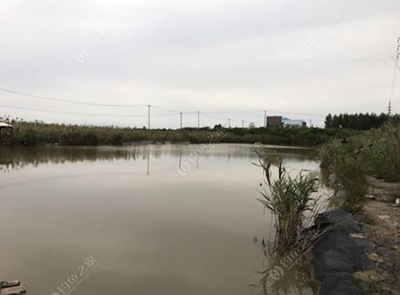 上海崇明岛老徐垂钓场