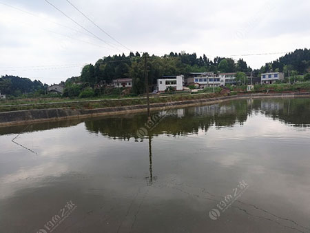 遂宁王刚鱼塘
