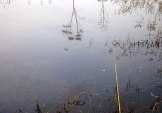《遂宁附近好玩的收费钓鱼场/黑坑有哪些?》封面图