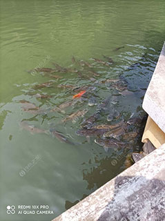 宜昌杨岭岗水库